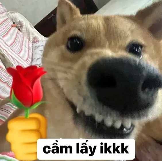 Biểu cảm dễ thương từ hình dog meme, khiến người xem thích thú.