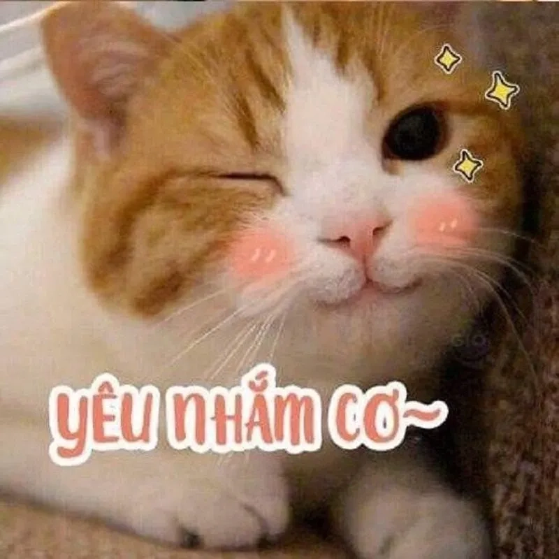 Chia sẻ ảnh meme haha để mang lại tiếng cười sảng khoái cho mọi người!