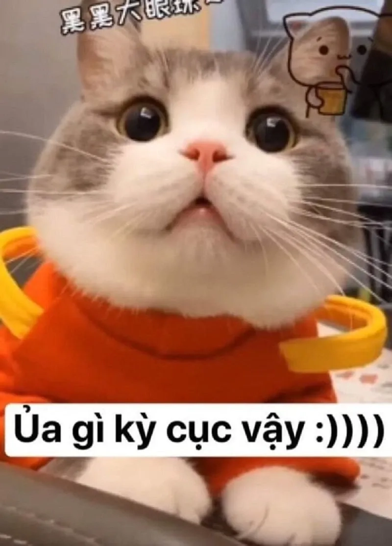 hahah meme mang đến niềm vui vô tận cho những ai yêu thích sự hài hước!