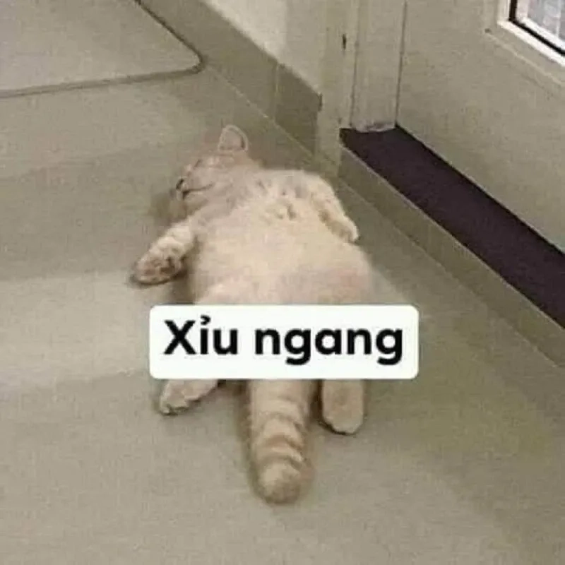 hahahah meme là lựa chọn hoàn hảo để làm mọi cuộc trò chuyện thêm sinh động!