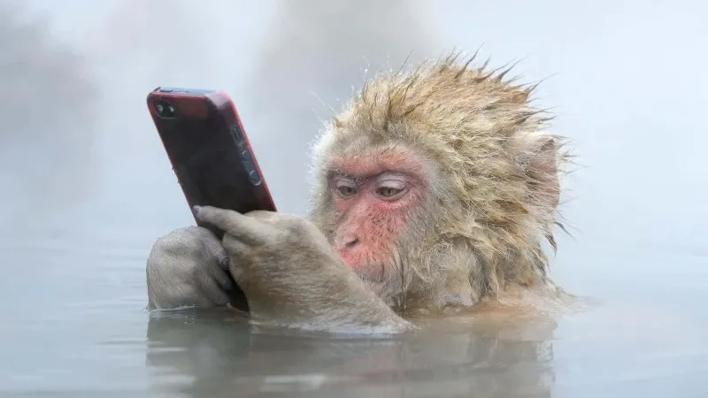 Monkey thinking meme siêu hài hước và đáng yêu.