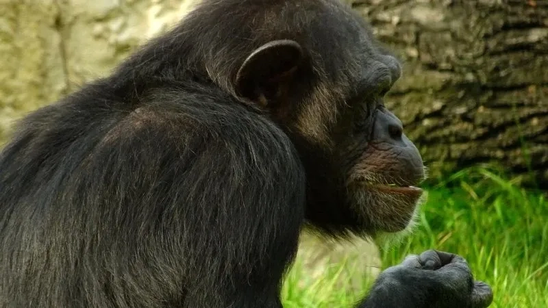 Monkey looking away meme cực kỳ hài hước và đáng yêu.