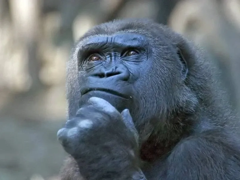 Monkey look away meme hài hước và cực kỳ dễ thương.