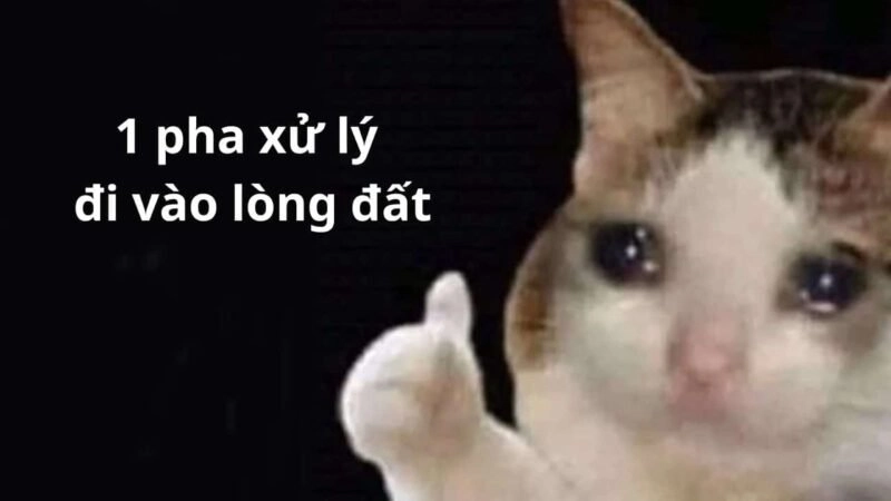 Những khoảnh khắc đáng yêu trong cat like meme khiến bạn không thể nhịn cười!