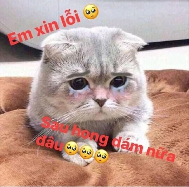 Đừng bỏ lỡ meme con mèo khóc thét vui nhộn này.