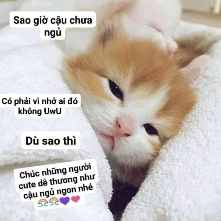 Ảnh meme mèo cực kỳ dễ thương, sẽ làm bạn cười tươi.