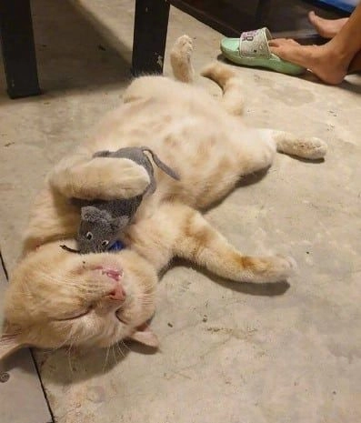 Meme mèo cute mang đến sự dễ thương, đáng yêu cho người xem.