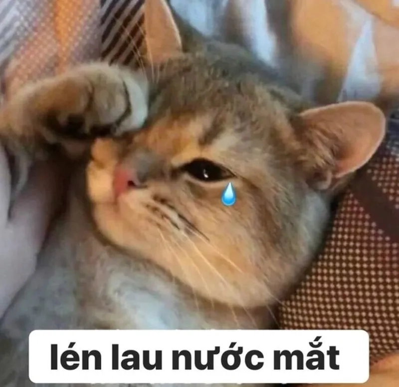 Cực đáng yêu với che miệng meme mèo khóc cute này.