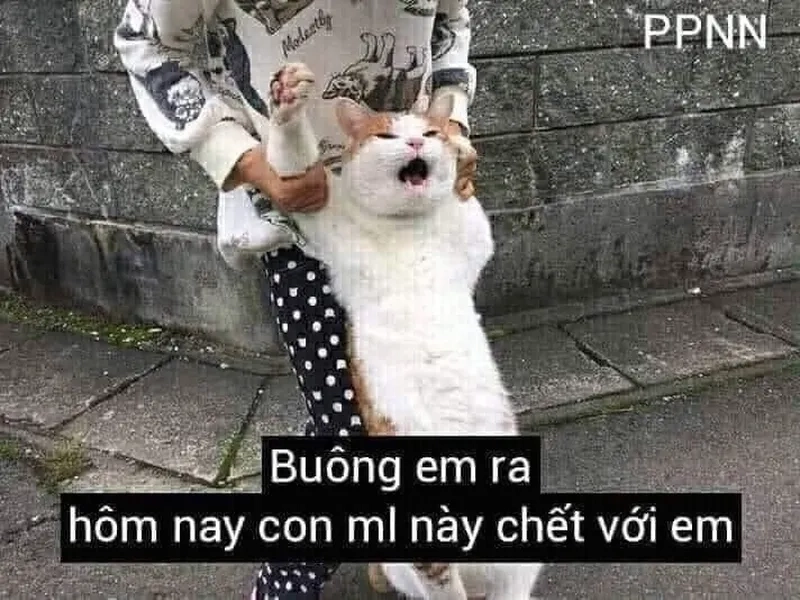 Meme mèo khóc like dễ thương, phù hợp cho những lúc tâm trạng.