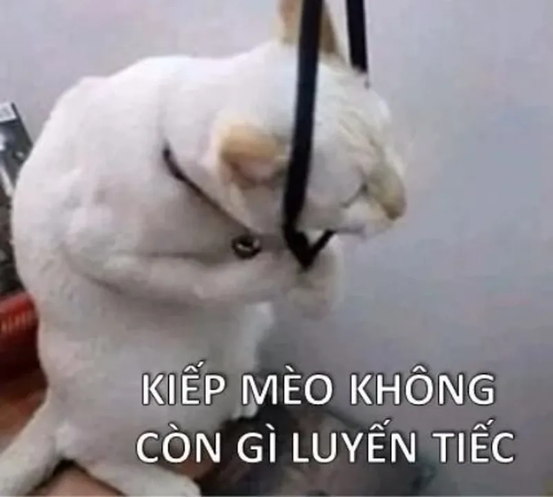 Ảnh meme mèo khóc mang đến cảm giác buồn nhưng đáng yêu.