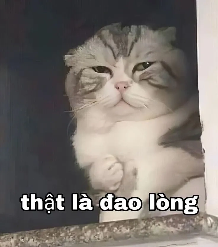 Ảnh mèo buồn meme là sự kết hợp hoàn hảo giữa cảm xúc và hài hước.