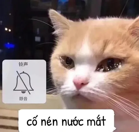 Meme mèo buồn nôn cực kỳ hài hước, khiến ai cũng phải bật cười.