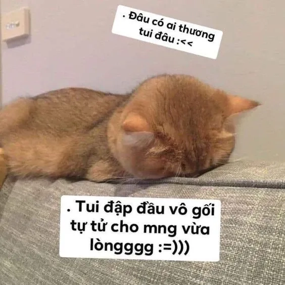 Meme mèo khóc cute khiến trái tim bạn tan chảy vì vẻ đáng yêu của những chú mèo.