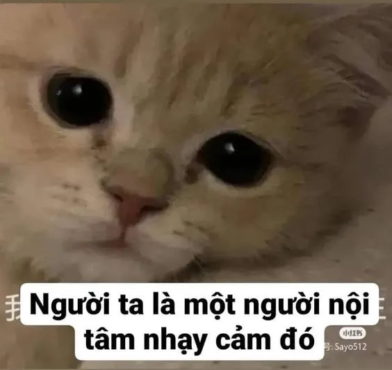 Cùng xem con mèo meme để cảm nhận sự đáng yêu không thể chối từ!