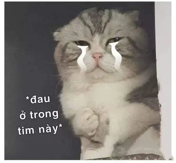 Ảnh mèo meme vô tri sẽ khiến bạn phải mỉm cười vì sự ngây thơ của mèo.