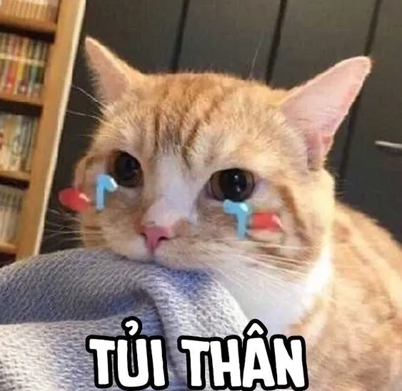 Mèo cute meme là lựa chọn hoàn hảo khi bạn cần một phút giây thư giãn.