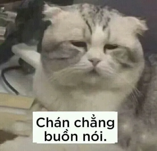 Meme mèo ok sẽ khiến bạn bật cười với những biểu cảm hài hước và dễ thương.