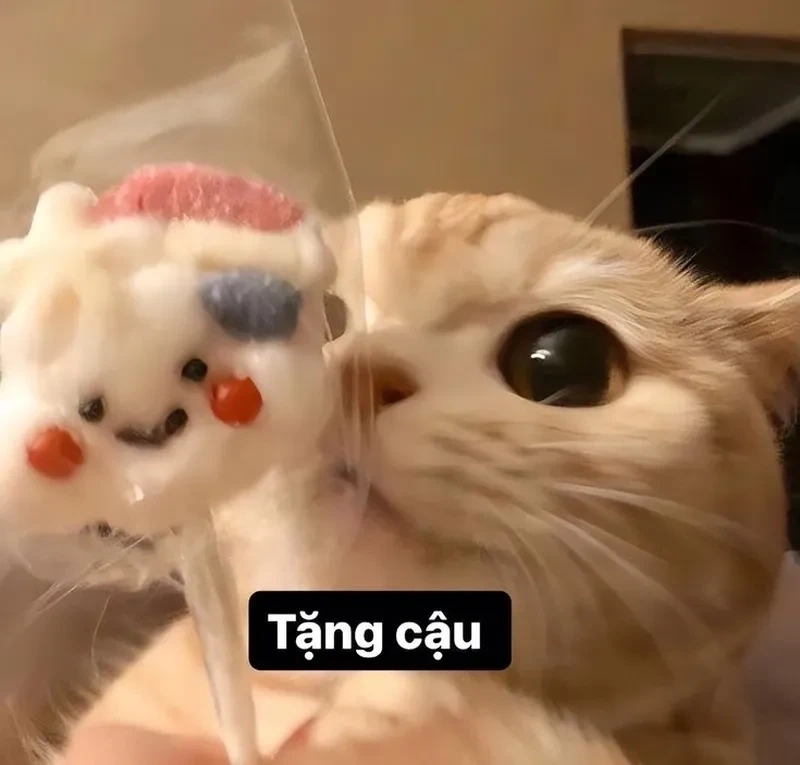 Hình ảnh mèo cute meme tặng hoa, món quà đầy yêu thương trong mỗi khoảnh khắc.