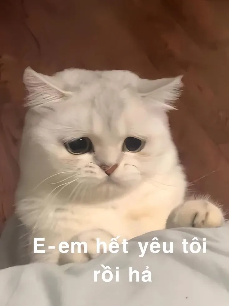 Meme gấu trúc xin lỗi là biểu cảm dễ thương khiến mọi người xao xuyến!