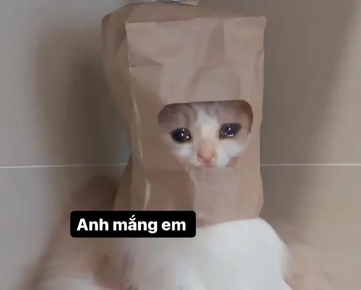 Khoanh tay meme mèo xin lỗi thể hiện sự xin lỗi đáng yêu và biểu cảm thú vị!