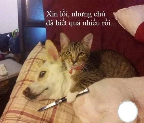 Meme xin lỗi mèo thể hiện sự đáng yêu trong mỗi lời xin lỗi!