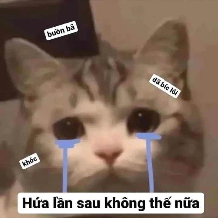 Ảnh xin lỗi meme thể hiện một lời xin lỗi dễ thương và hài hước!