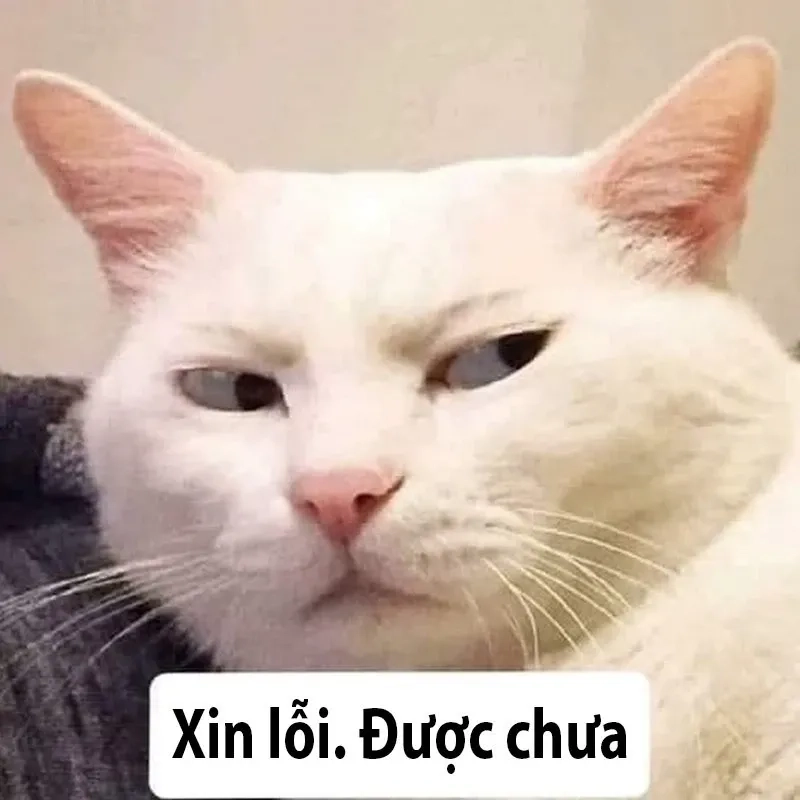 Hình meme xin lỗi với biểu cảm cực kỳ ngộ nghĩnh và đáng yêu!