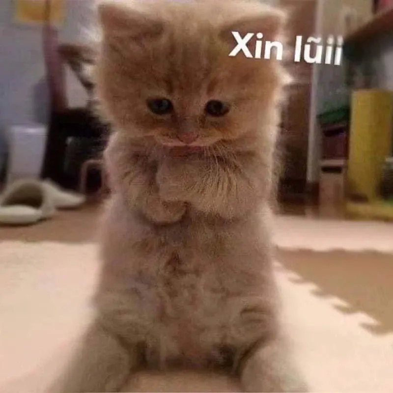 Meme cúi đầu xin lỗi thể hiện sự hối lỗi đầy dễ thương!