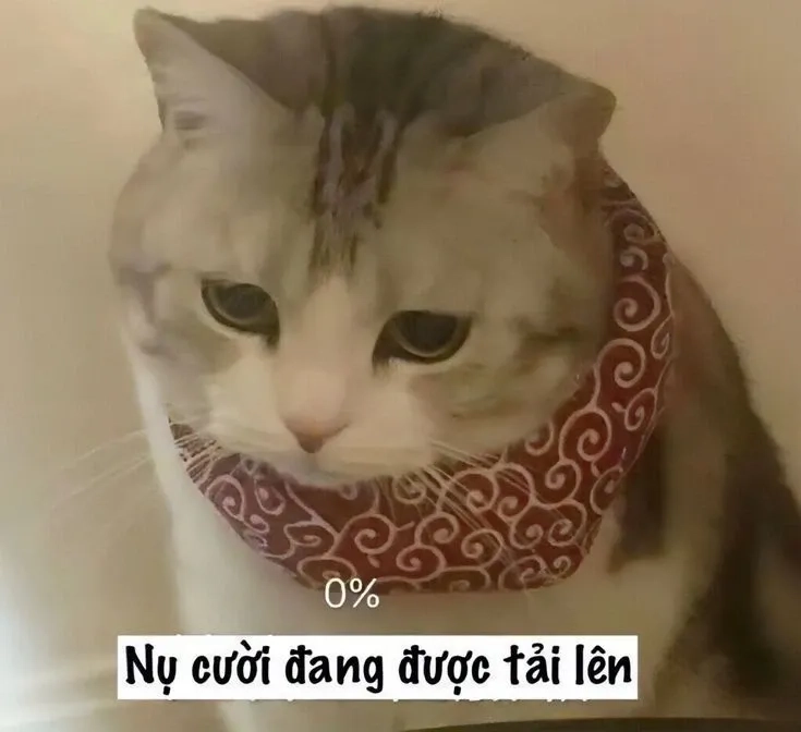 Meme xin lỗi chân thành giúp bạn xin lỗi qua một cách thú vị và dễ thương!