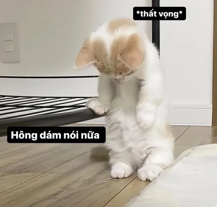 Meme em bé xin lỗi đáng yêu khiến bạn không thể ngừng mỉm cười!