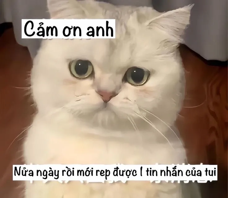 Meme xin lỗi mà thể hiện sự xin lỗi qua cách hài hước và đáng yêu!