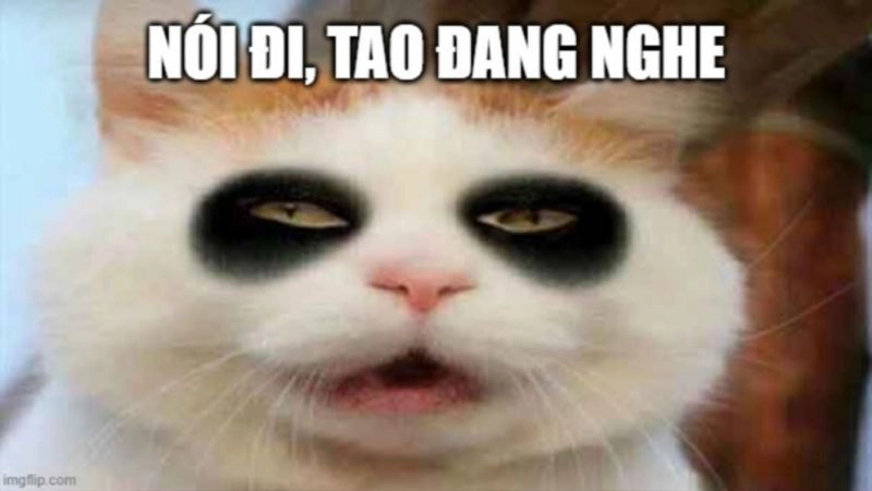 Ảnh mèo meme vô tri tạo nên sự bất ngờ với độ dễ thương cực kỳ cao.