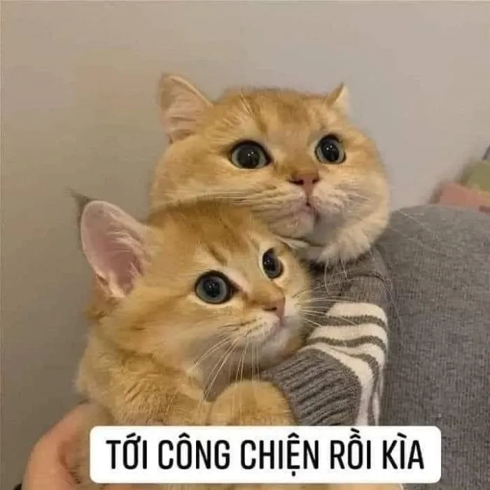 Tình cảm đong đầy trong mèo meme ôm đầu, siêu dễ thương!