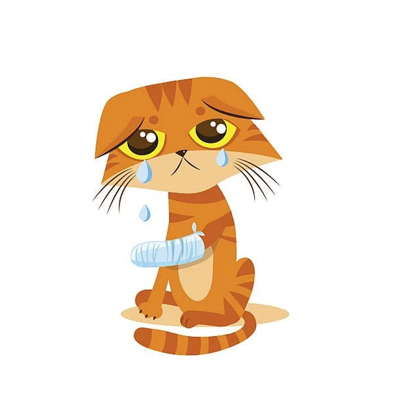 Xem ngay sad cat meme, cười đau khổ với biểu cảm đáng yêu này.