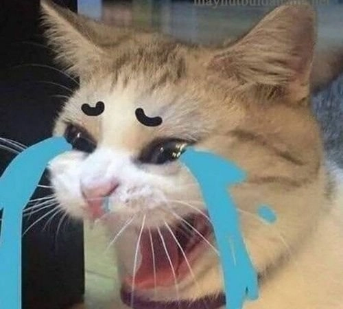 Cat meme sad mang đến hình ảnh buồn bã nhưng lại cực kỳ dễ thương.