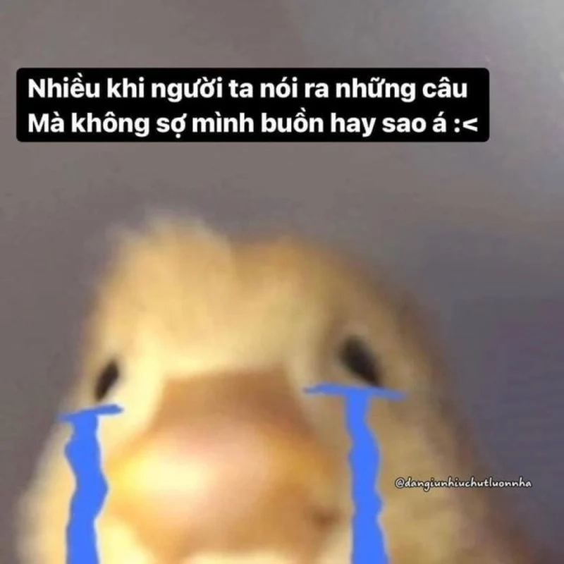 Sad hamster meme sound sẽ khiến bạn không thể ngừng cười vì sự dễ thương trong sự buồn bã.