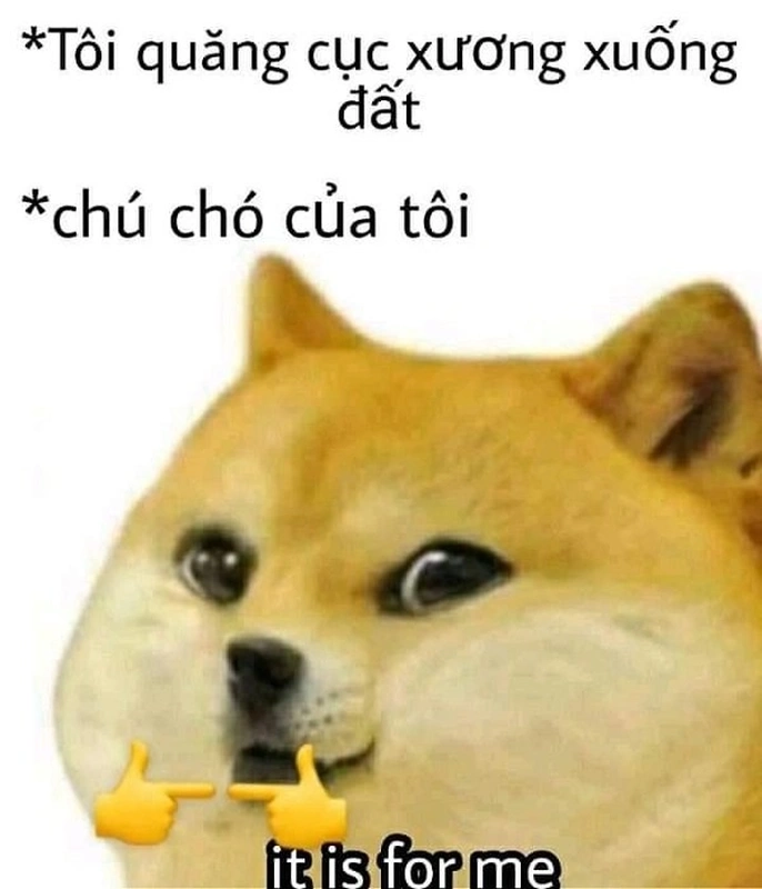 Meme dog Shiba khiến bạn phải bật cười với những hành động và biểu cảm dễ thương từ loài chó Shiba.