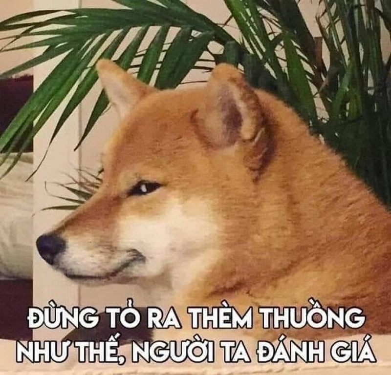 Hình Shiba meme dễ thương, hài hước luôn là lựa chọn hoàn hảo để làm mới không gian mạng xã hội của bạn.