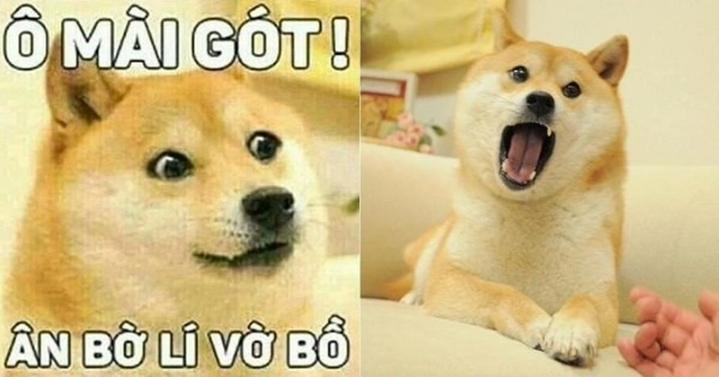 Shiba Inu Shiba Inu dog meme luôn nổi bật với những biểu cảm ngộ nghĩnh và tình huống hài hước không thể bỏ qua.