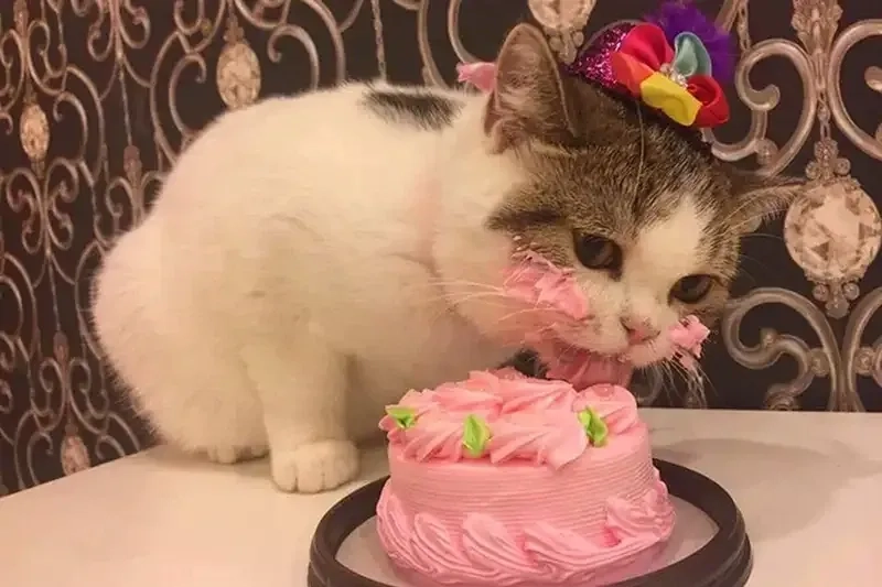 Happy birthday gif meme sinh động, ngày sinh nhật thêm thú vị.