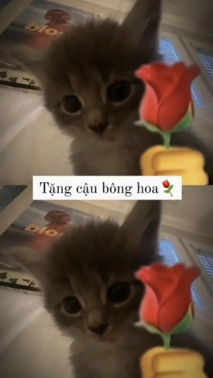 Meme tặng hoa hồng, món quà lãng mạn và đầy ý nghĩa.