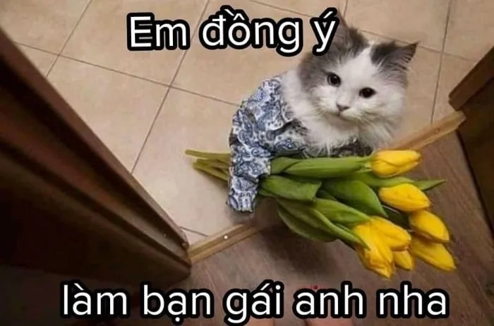 Meme mèo tặng trái tim, sự dễ thương ngập tràn yêu thương.