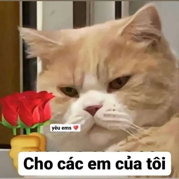 Tặng hoa hồng meme mèo cute, lời chúc ngọt ngào đầy lãng mạn.