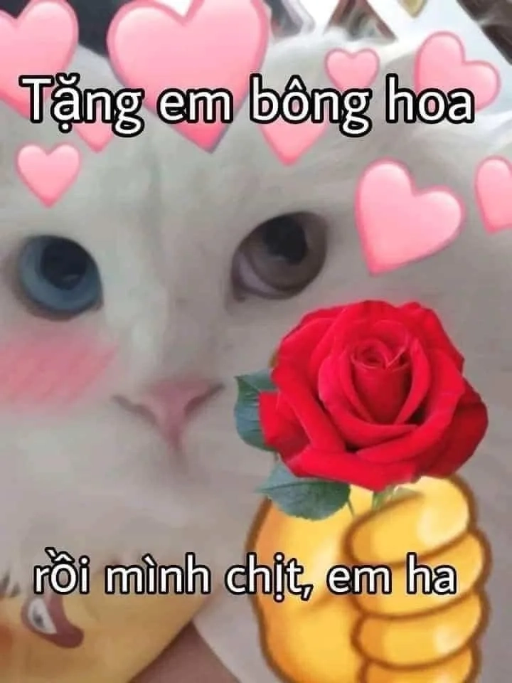 Ảnh meme con mèo tặng hoa, sự dễ thương khiến bạn không thể rời mắt.