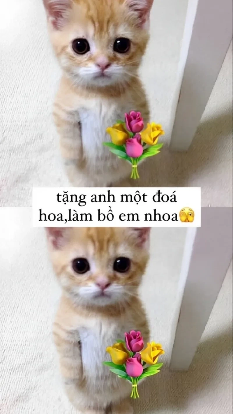 Meme con mèo tặng hoa, món quà dễ thương từ chú mèo đáng yêu.