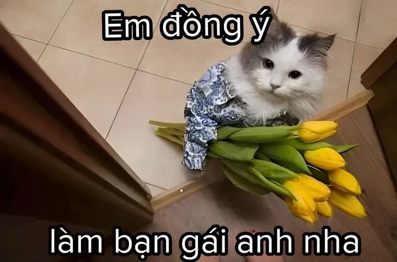 Meme tỏ tình hài hước cho crush, khiến đối phương bật cười và cảm động!