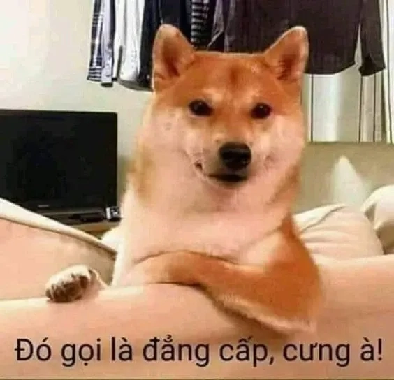 Đáng yêu và vui nhộn cùng meme Doge Việt Nam đang gây sốt.