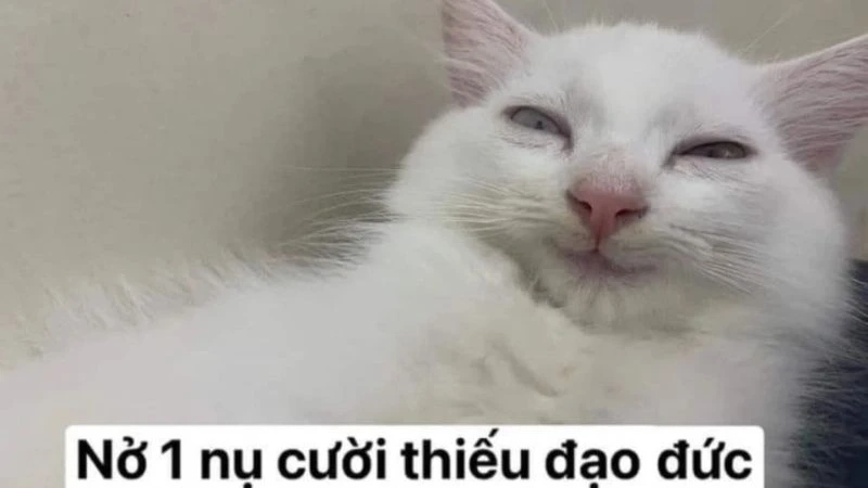 Bắt đầu ngày mới với meme buổi sáng vui vẻ, nụ cười tràn đầy năng lượng.