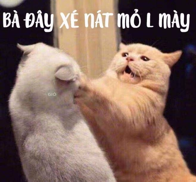 Mèo cười meme đáng yêu tạo nên những khoảnh khắc vui vẻ.