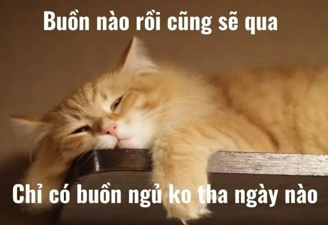 Con mèo cười meme siêu dễ thương làm tan chảy trái tim của người xem.